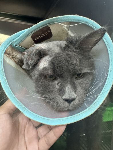 破獲非法繁殖救援34隻緬因貓，桃園強力守護動物福祉、推動友善飼養環境